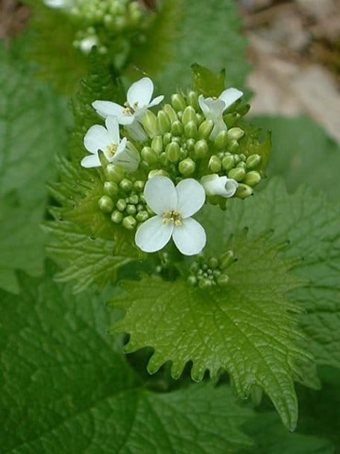 Garlic Mustard Plants (Alliaria petiolata)