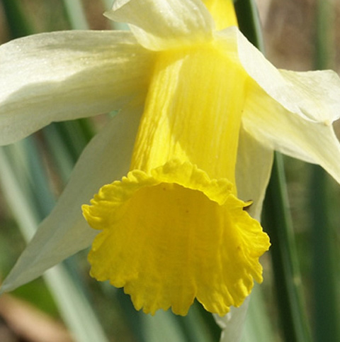Wild Daffodil Bulbs In The Green (Narcissus pseudonarcissus)