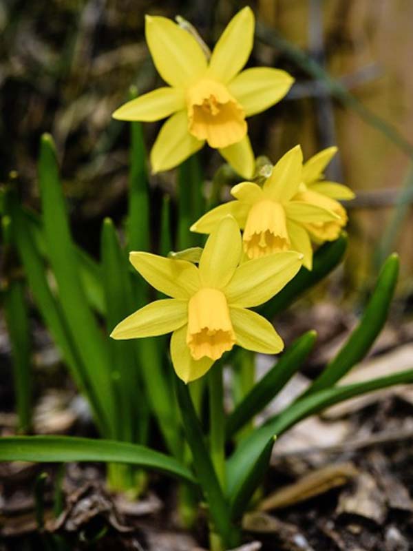 Tenby Daffodil Bulbs (Narcissus obvallaris)
