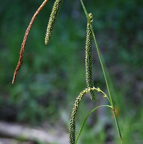 Pendulous Sedge Plant (Carex pendula)