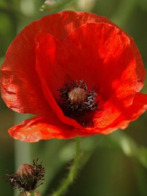 Common Poppy Seeds (Papaver rhoeas)