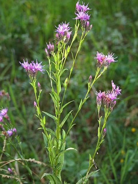 Saw-wort Plants (Serratula tinctoria)