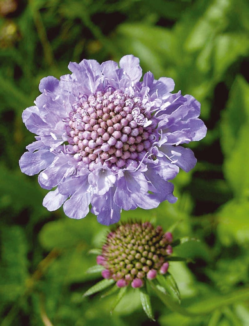 Small Scabious Plants (Scabiosa columbaria)