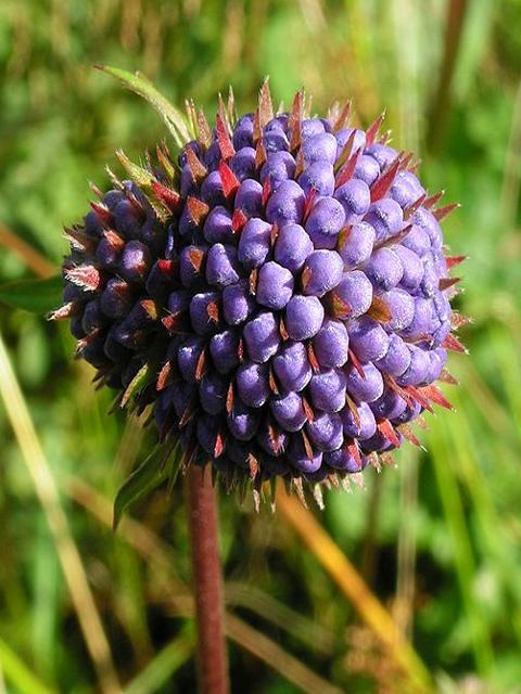 Devil's-bit Scabious Plants (Succisa pratensis)