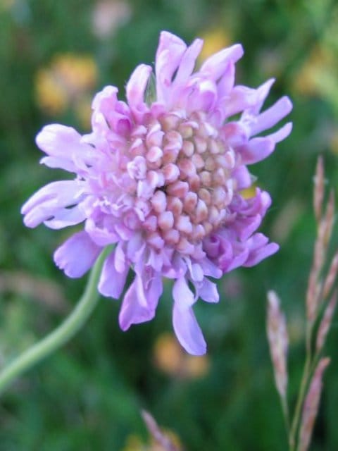 Field Scabious Plants (Knautia arvensis)