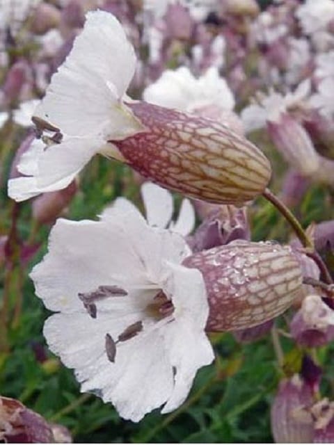 Sea Campion Plants (Silene maritima)