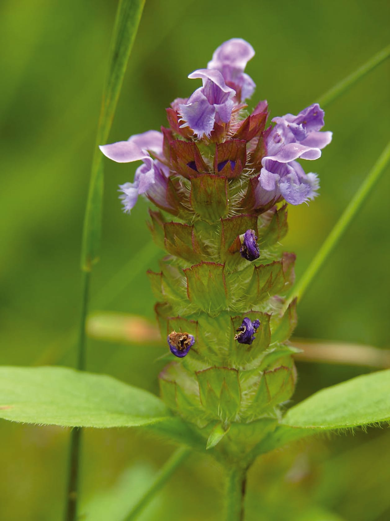 Self Heal Seeds (Prunella vulgaris)