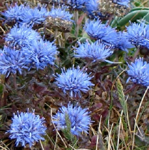 Sheepsbit Plants (Jasione montana)