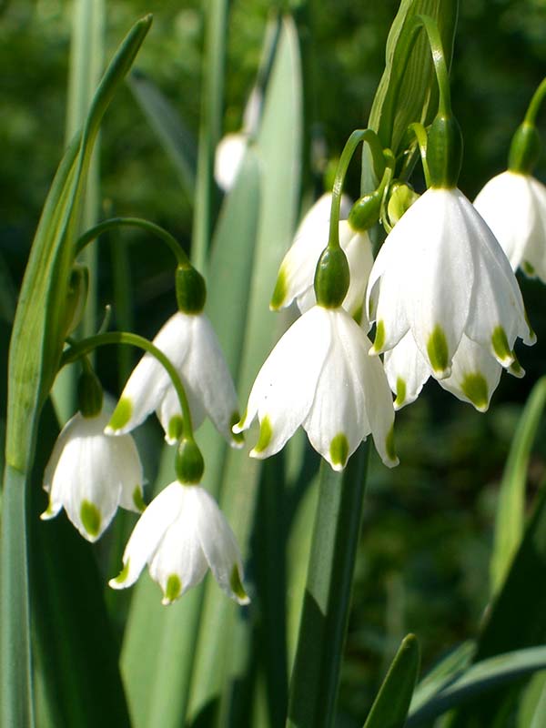 Summer Snowflake Bulbs (Leucojum aestivum)