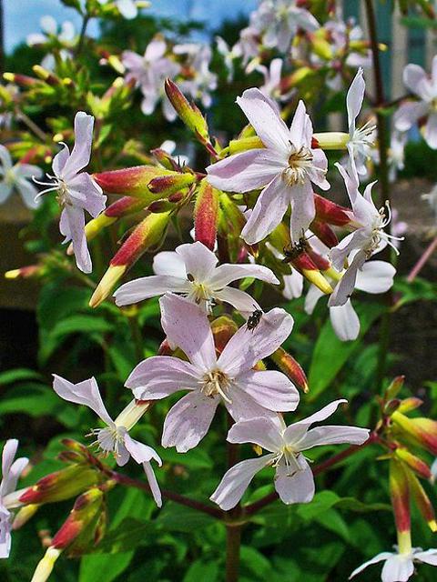 Soapwort Plants (Saponaria officinalis)