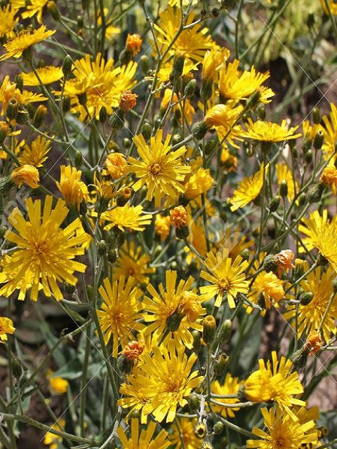 Spotted Hawkweed Plants (Hieracium maculatum)