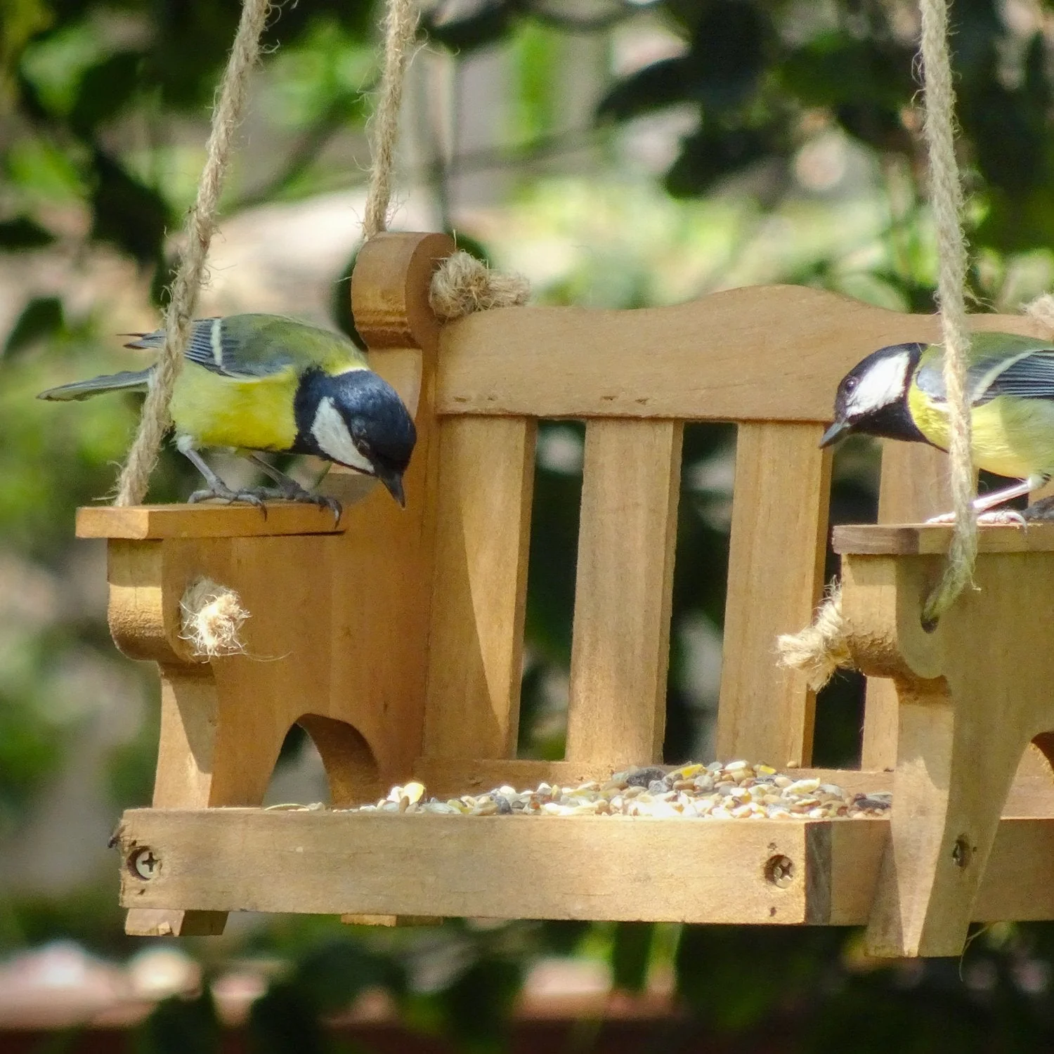 bird feeder, swing, hanging bird feeder