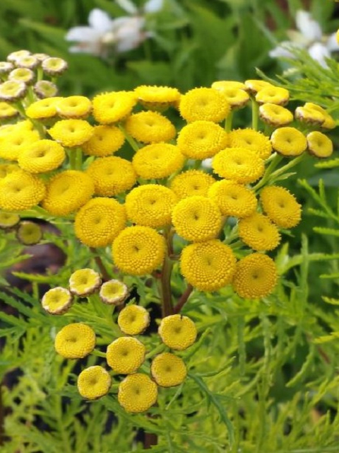 Tansy Plants (Tanacetum vulgare)