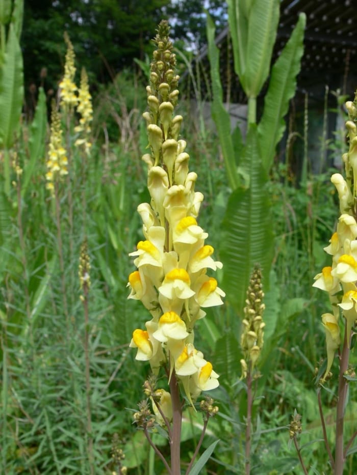 Toadflax Seeds (Linaria vulgaris)