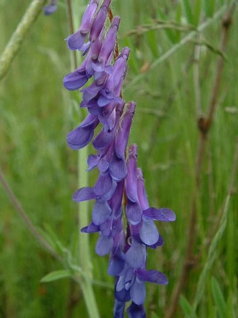 Tufted Vetch Plants (Vicia cracca)