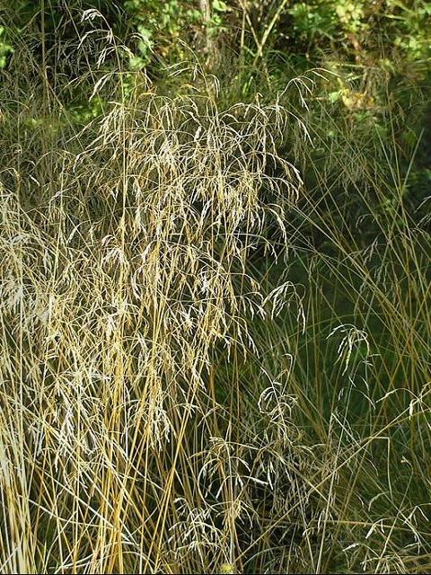 Tufted Hair-Grass Plants (Deschampsia cespitosa)