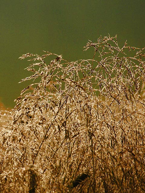 Wavy Hair-Grass Plants (Deschampsia flexuosa)