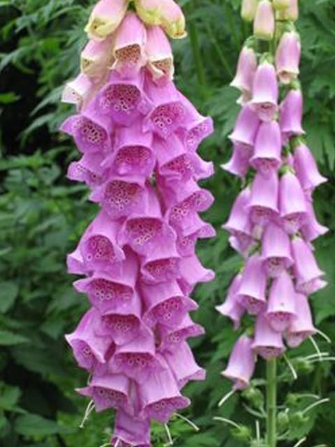 Foxglove Plants (Digitalis purpurea)