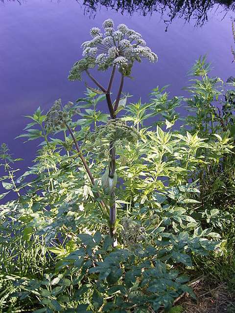 Wild Angelica Plants (Angelica sylvestris)