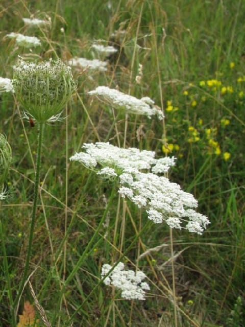 Wild Carrot Seeds (Daucus carota)