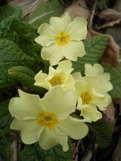 Wild Primrose Plants (Primula vulgaris)