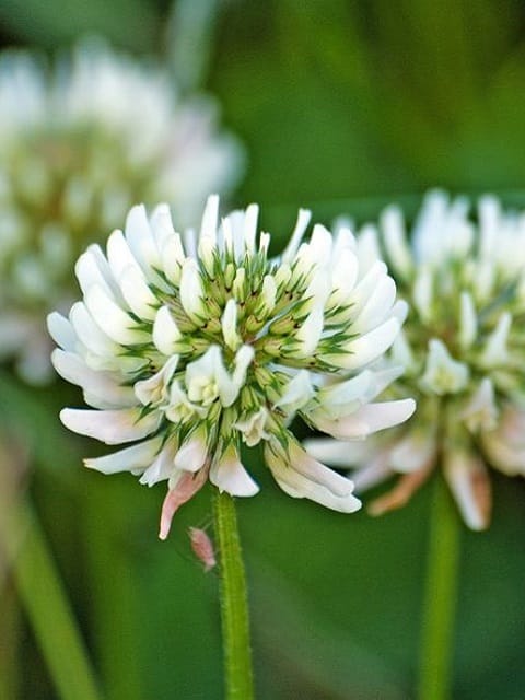 Wild White Clover Plants (Trifolium repens)