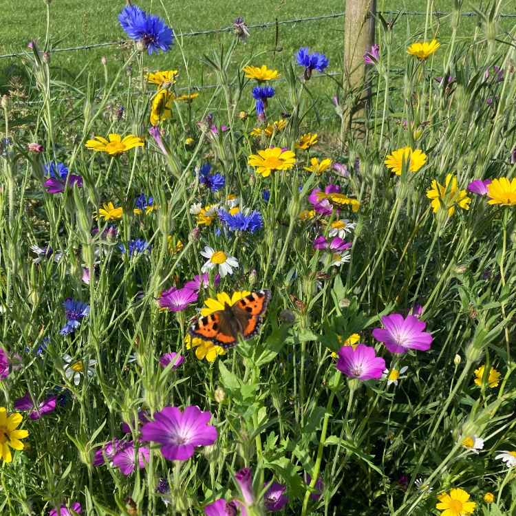 Dry Meadow Wildflower Seed Mix