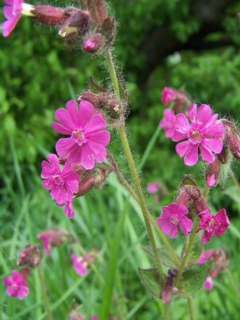 Red Campion Seeds (Silene dioica)