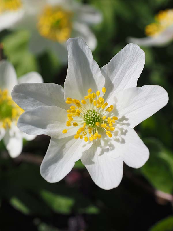 Wood Anemone Bulbs (Anemone nemorosa)