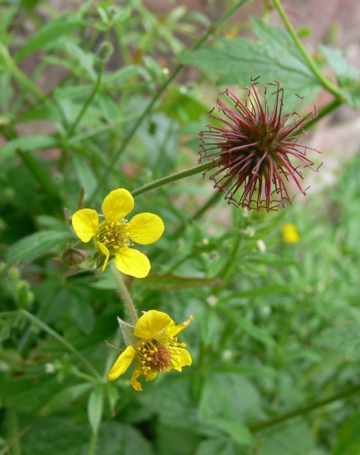 Wood Avens Seeds (Geum urbanum)