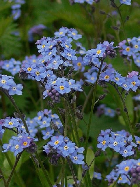 Wood Forget-me-not Plants (Myosotis sylvativa)