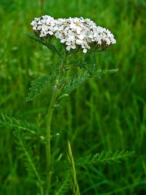 Yarrow Seeds (Achillea millefolium)