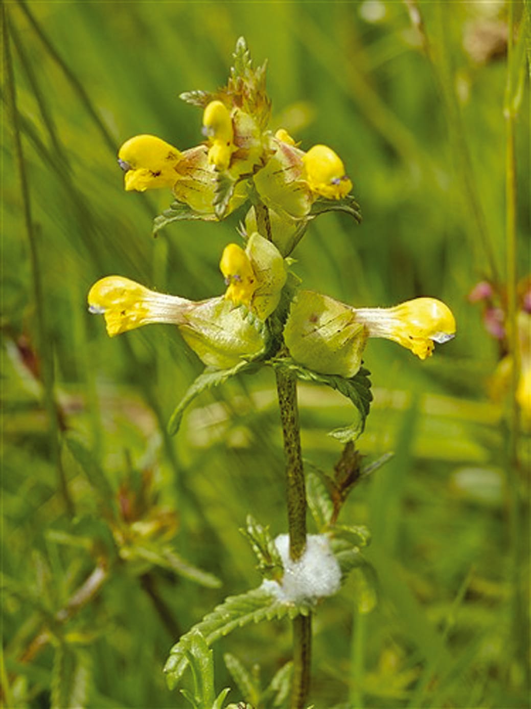 Yellow Rattle Seeds (Rhinanthus minor)