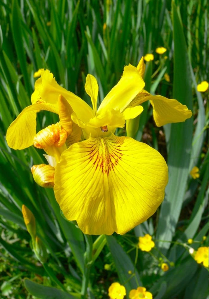 Yellow Flag Iris Seeds (Iris pseudacorus)