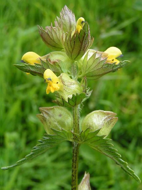 Yellow-Rattle Plants (Rhinanthus minor)