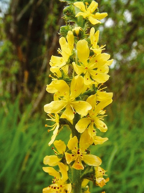 Common Agrimony Plants (Agrimonia eupatoria)