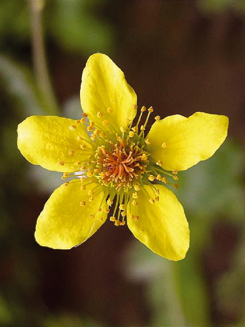 Wood Avens Plants (Geum urbanum)