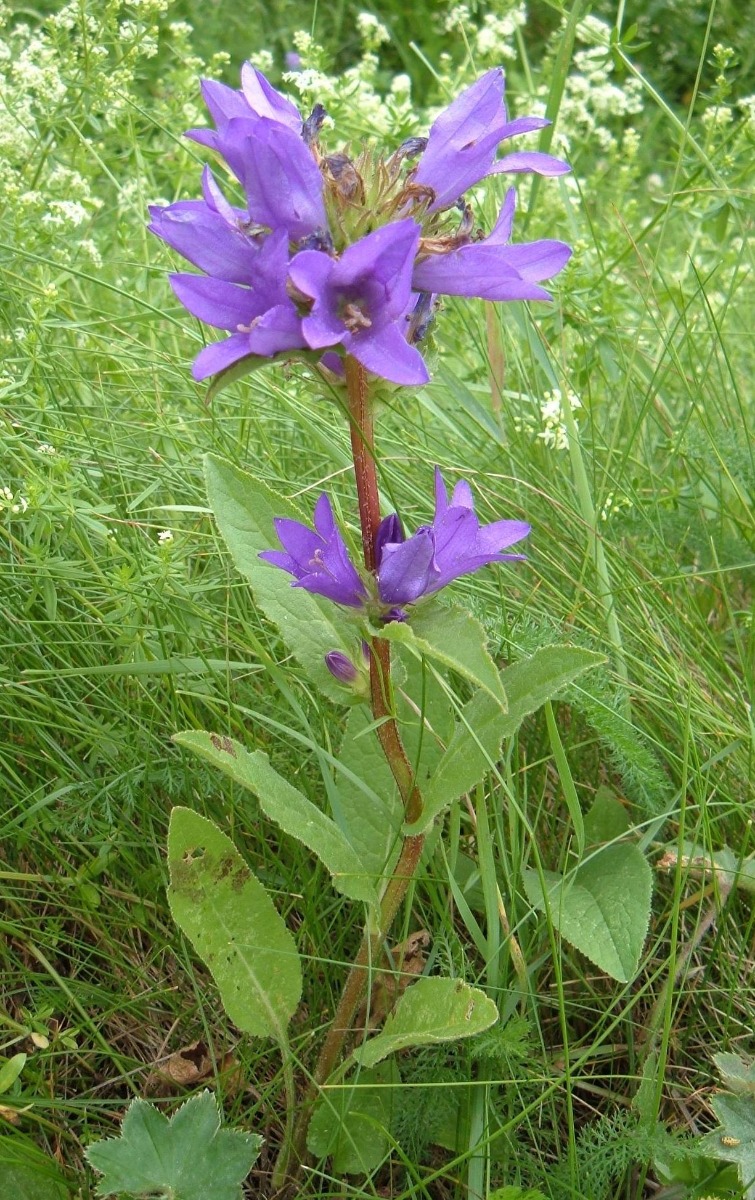 Clustered Bellflower Plants (Campanula glomerata)