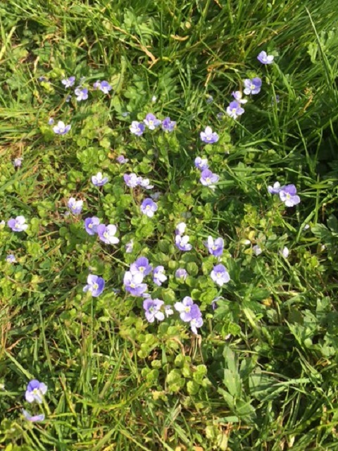 Birdseye Speedwell Plants (Veronica chamaedrys)