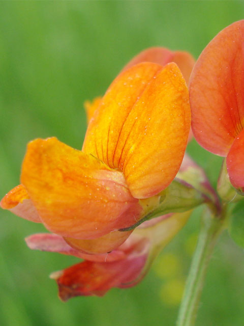 Birdsfoot Trefoil Plants (Lotus corniculatus)