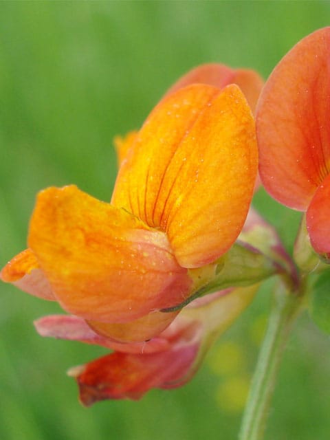 Birdsfoot Trefoil Seeds (Lotus corniculatus)