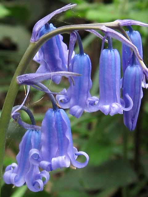 Bluebell Wildflower Plants (Hyacinthoides non-scripta)
