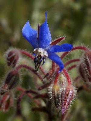 Borage Seeds (Borago officinalis)