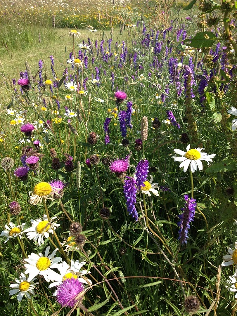 Hedgerow and Shade Wildflower Seeds LW7P 100%