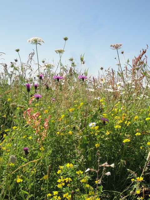 Wild Bird Wildflower Seeds LW14M 80/20