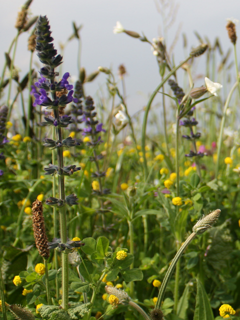 Traditional Meadow Wildflower Seeds LW1P 100%