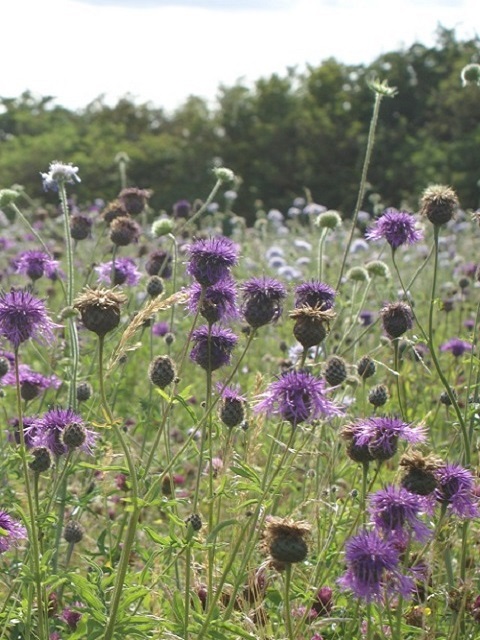 Heavy Clay and Wet Soils Wildflower Seeds LW5P 100%