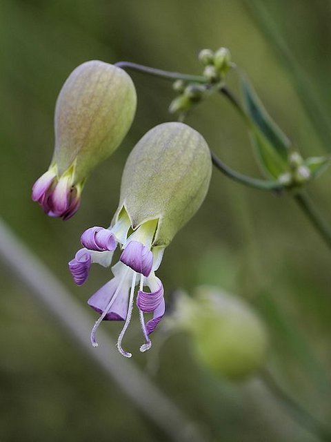 Bladder Campion Plants (Silene vulgaris)