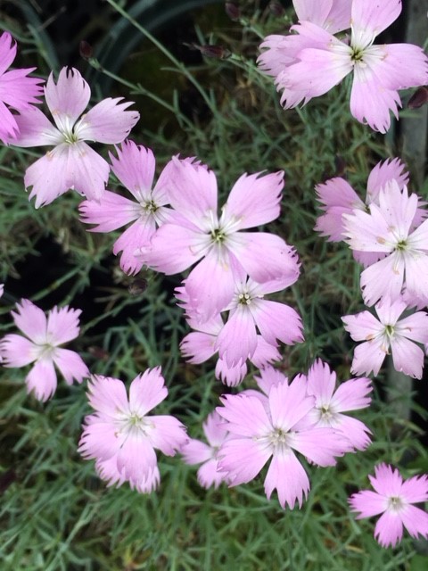 Cheddar Pink Plants (Dianthus Gratianopolitanus)