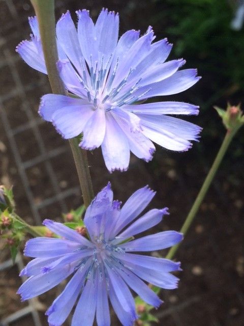 Chicory Plants (Cichorium Intybus)